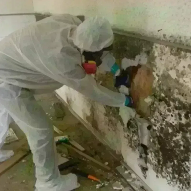 Mold Remediation and Removal in Philadelphia, PA